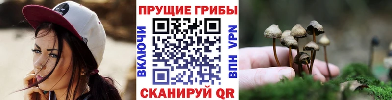 Галлюциногенные грибы Psilocybine cubensis как найти Ковдор